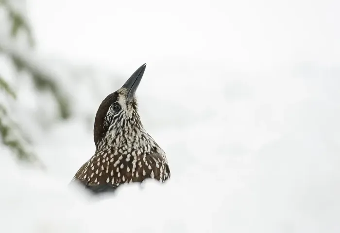 Framed Print : Notenkraker, Spotted Nutcracker, Nucifraga caryocatactes