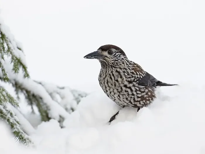 Framed Print : Notenkraker, Spotted Nutcracker, Nucifraga caryocatactes Framed Print : Notenkraker, Spotted Nutcracker, Nucifraga caryocatactes