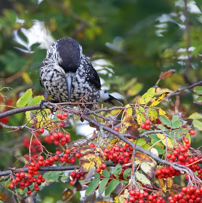 Framed Print : Notenkraker, Spotted Nutcracker, Nucifraga caryocatactes