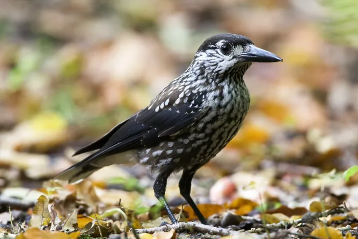 Framed Print : Notenkraker, Spotted Nutcracker, Nucifraga caryocatactes