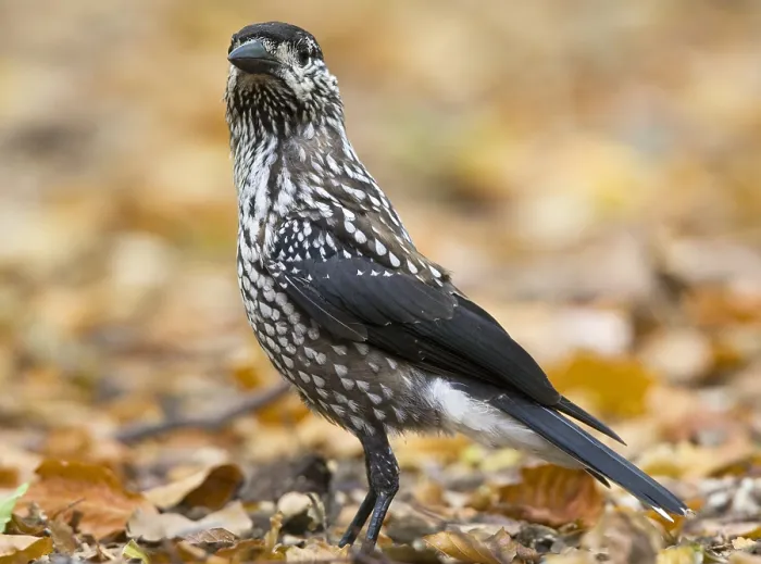 Framed Print : Notenkraker, Spotted Nutcracker, Nucifraga caryocatactes