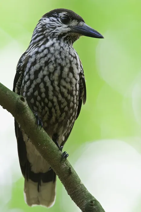 Framed Print : Notenkraker, Spotted Nutcracker, Nucifraga caryocatactes