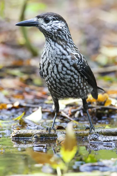 Framed Print : Notenkraker, Spotted Nutcracker, Nucifraga caryocatactes