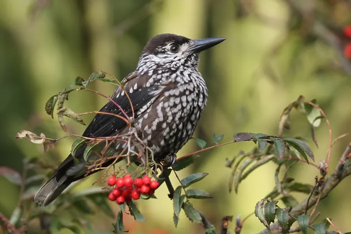 Framed Print : Notenkraker, Spotted Nutcracker, Nucifraga caryocatactes