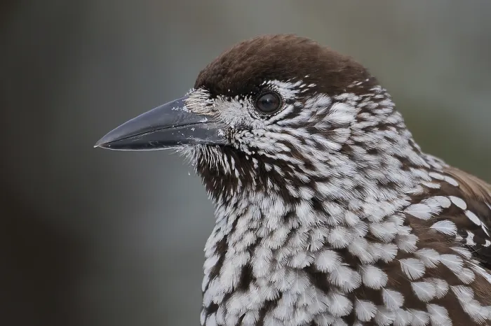 Framed Print : Notenkraker, Spotted Nutcracker, Nucifraga caryocatactes