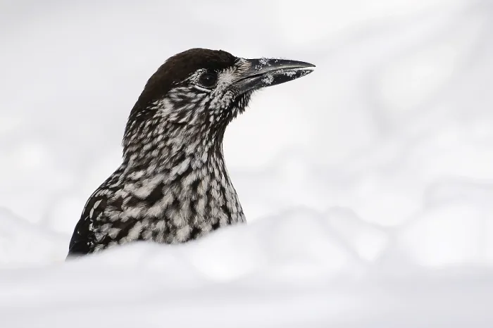 Framed Print : Notenkraker, Spotted Nutcracker, Nucifraga caryocatactes