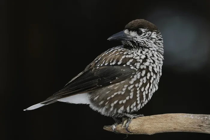 Framed Print : Notenkraker, Spotted Nutcracker, Nucifraga caryocatactes