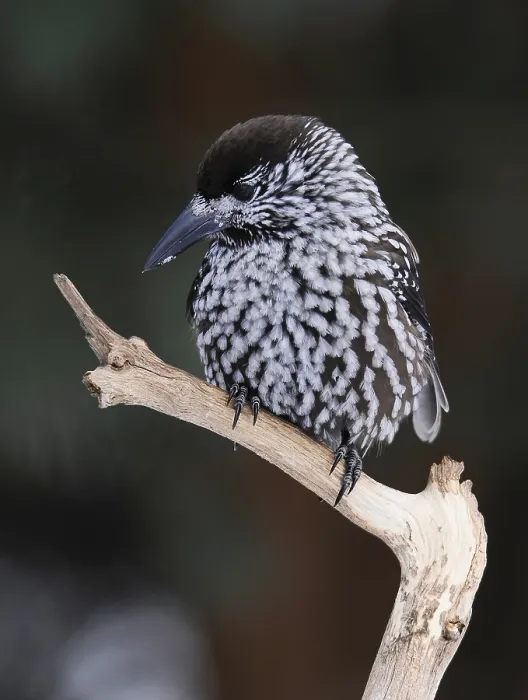 Framed Print : Notenkraker, Spotted Nutcracker, Nucifraga caryocatactes