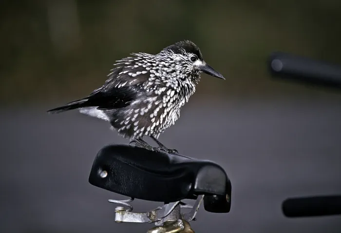 Framed Print : Notenkraker, Spotted Nutcracker, Nucifraga caryocatactes