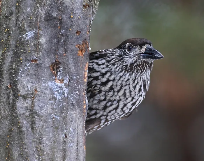 Framed Print : Notenkraker, Spotted Nutcracker, Nucifraga caryocatactes
