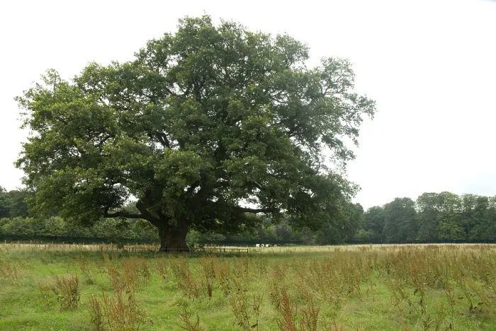 Framed Print : Oak, Eik, Quercus
