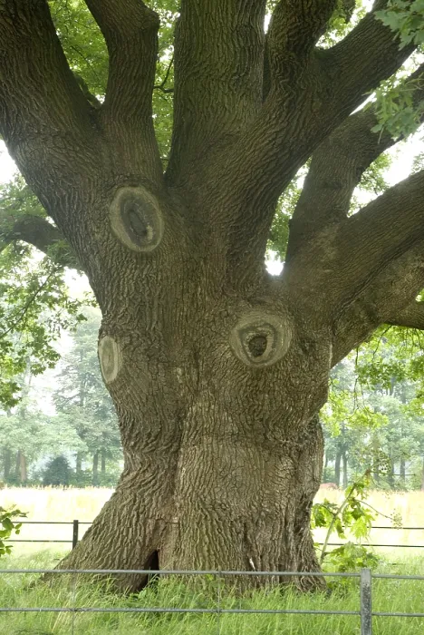 Framed Print : Oak, Eik, Quercus