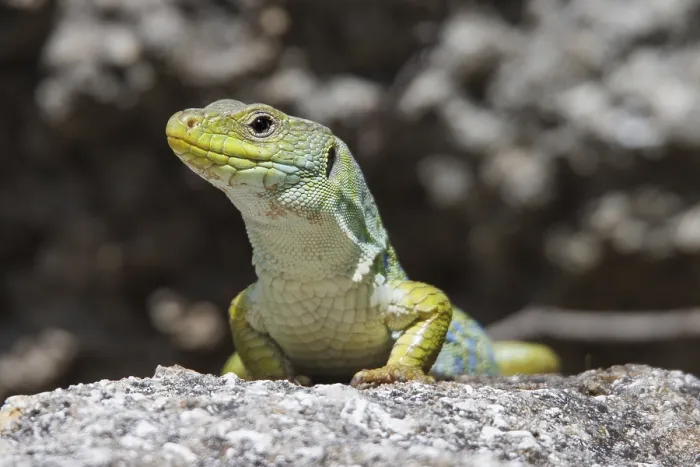 Framed Print : Ocellated Lizard, Timon lepidus