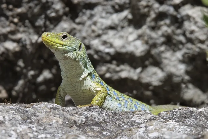 Framed Print : Ocellated Lizard, Timon lepidus Framed Print : Ocellated Lizard, Timon lepidus