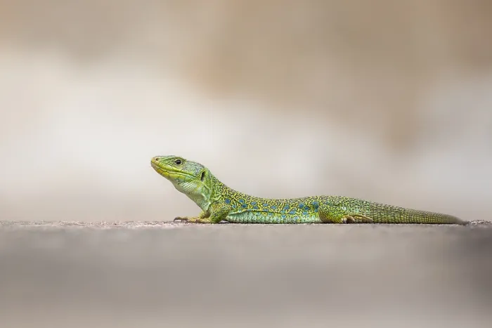 Framed Print : Ocellated Lizard, Timon lepidus