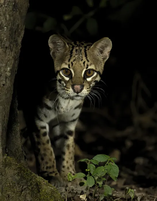 Framed Print : Ocelot (Leopardus pardalus mitis)