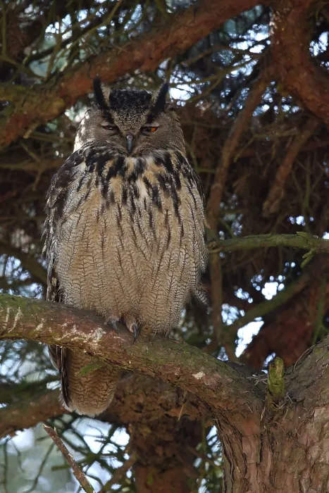 Framed Print : Oehoe, Eurasian Eagle-Owl, Bubo bubo