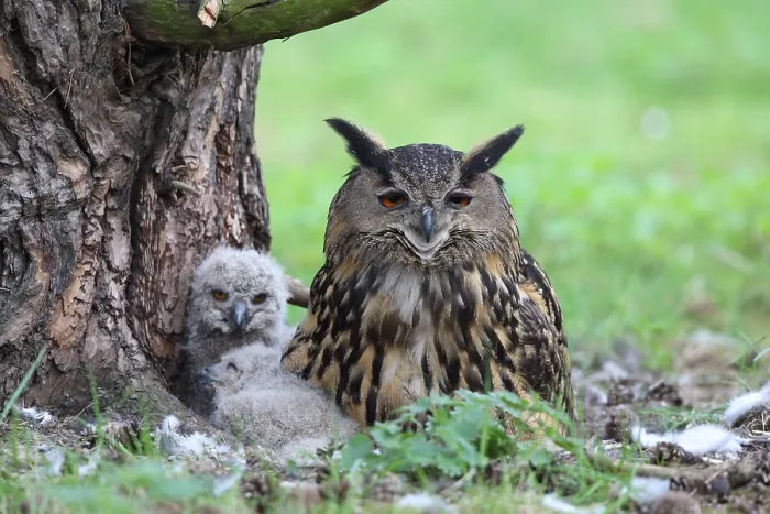 Framed Print : Oehoe, Eurasian Eagle-Owl, Bubo bubo