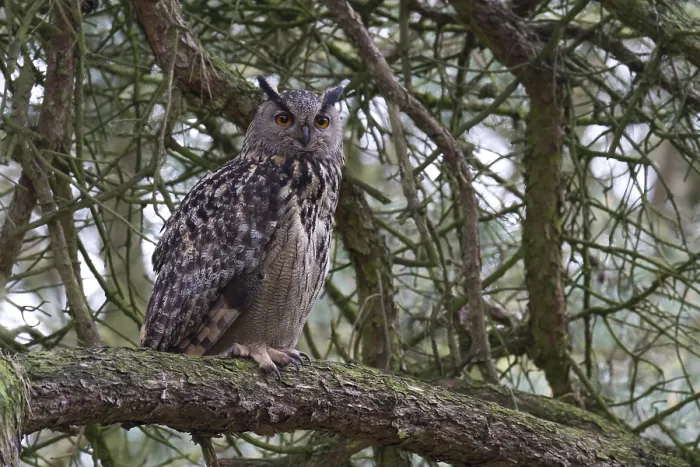 Framed Print : Oehoe, Eurasian Eagle-Owl, Bubo bubo