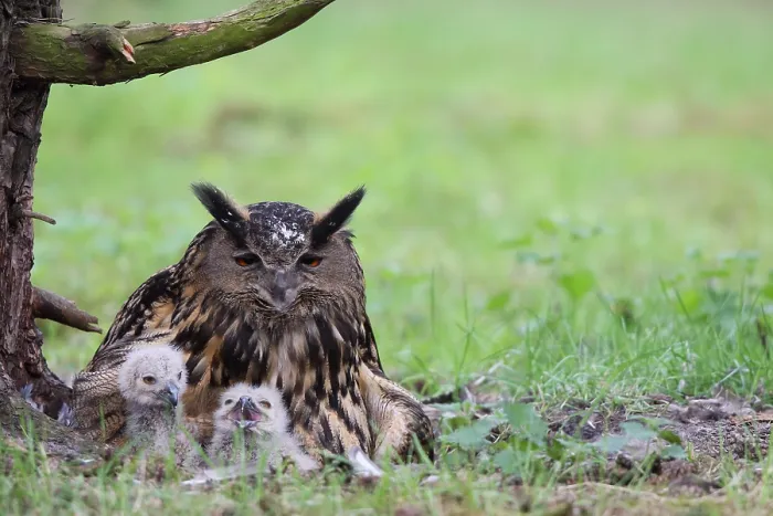 Framed Print : Oehoe, Eurasian Eagle-Owl, Bubo bubo