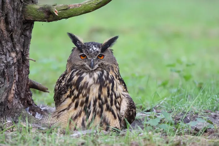 Framed Print : Oehoe, Eurasian Eagle-Owl, Bubo bubo