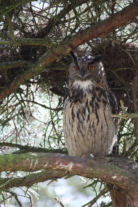 Framed Print : Oehoe, Eurasian Eagle-Owl, Bubo bubo
