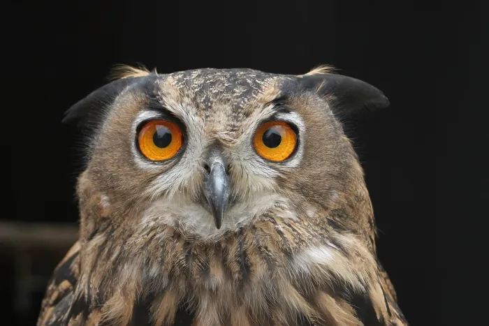 Framed Print : Oehoe, Eurasian Eagle Owl, Bubo bubo Framed Print : Oehoe, Eurasian Eagle Owl, Bubo bubo