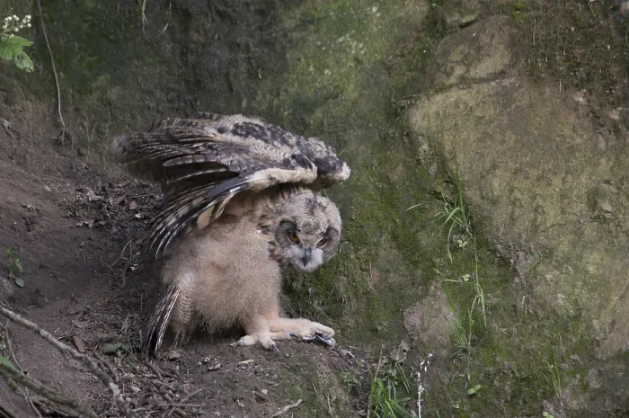Framed Print : Oehoe, Eurasian Eagle-Owl, Bubo bubo
