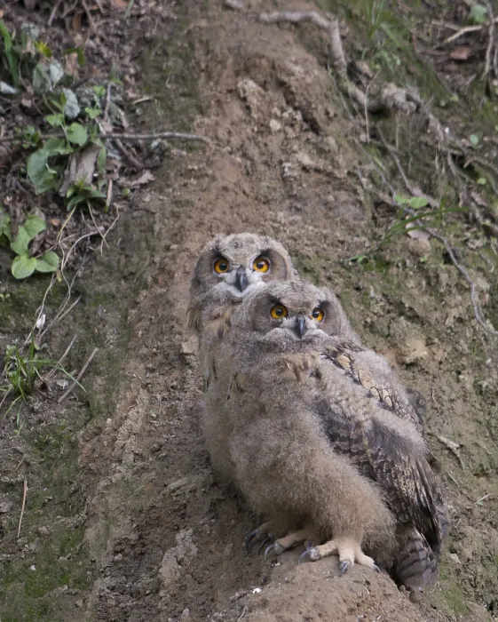 Framed Print : Oehoe, Eurasian Eagle-Owl, Bubo bubo