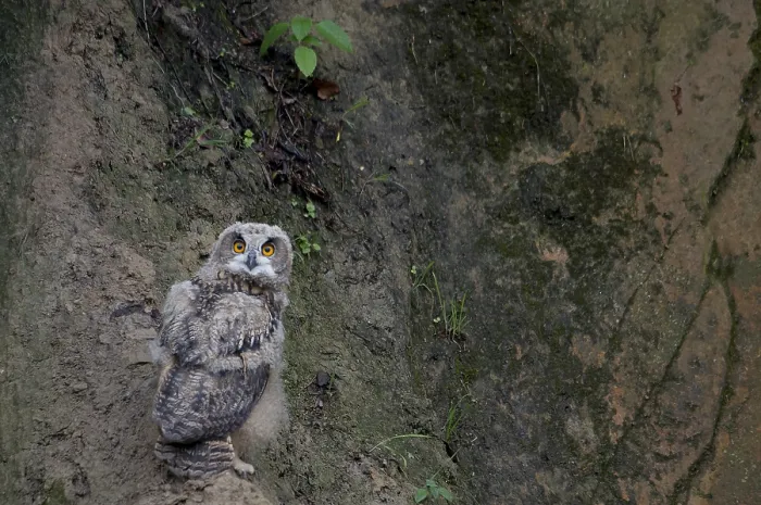 Framed Print : Oehoe, Eurasian Eagle-Owl, Bubo bubo