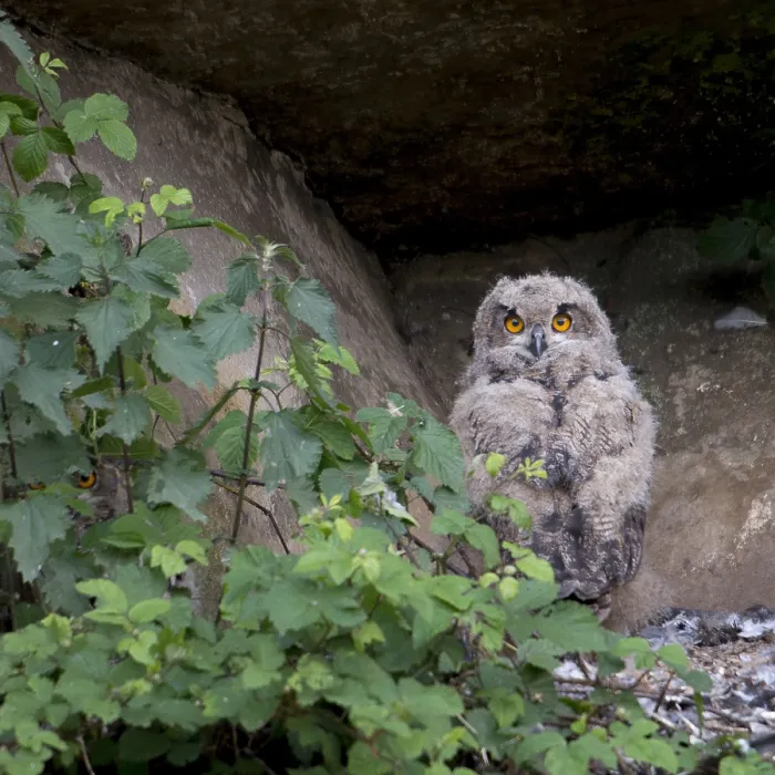 Framed Print : Oehoe, Eurasian Eagle-Owl, Bubo bubo Framed Print : Oehoe, Eurasian Eagle-Owl, Bubo bubo