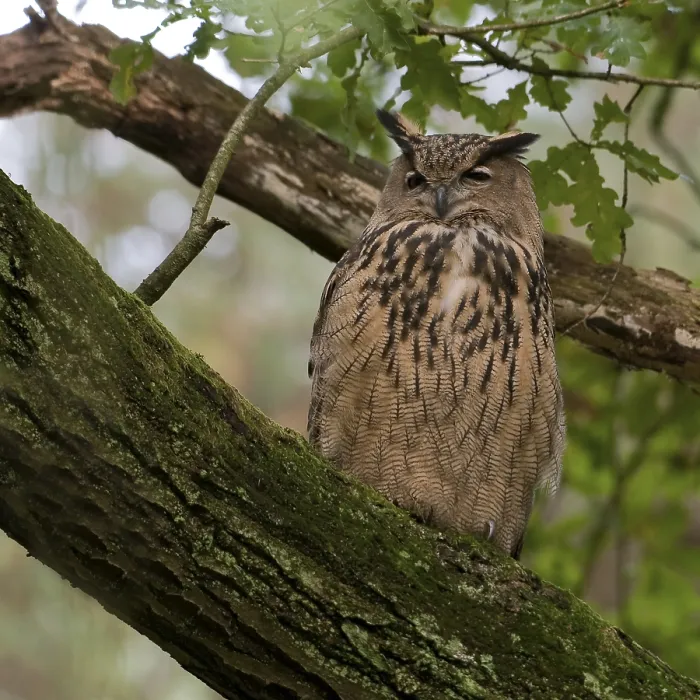 Framed Print : Oehoe, Eurasian Eagle Owl, Bubo bubo