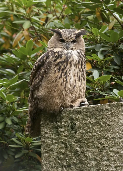 Framed Print : Oehoe, Eurasian Eagle Owl, Bubo bubo