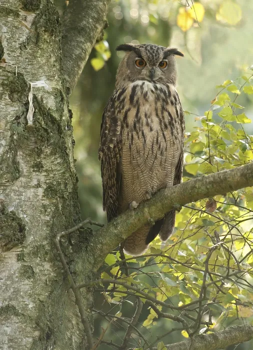 Framed Print : Oehoe, Eurasian Eagle Owl, Bubo bubo