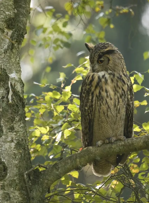 Framed Print : Oehoe, Eurasian Eagle Owl, Bubo bubo