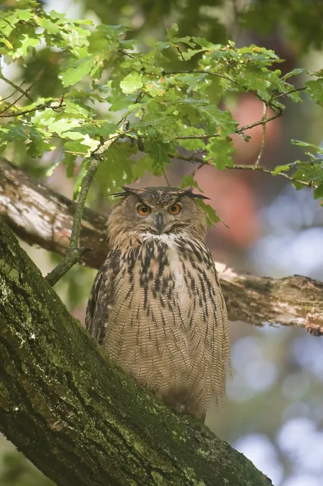 Framed Print : Oehoe, Eurasian Eagle Owl, Bubo bubo