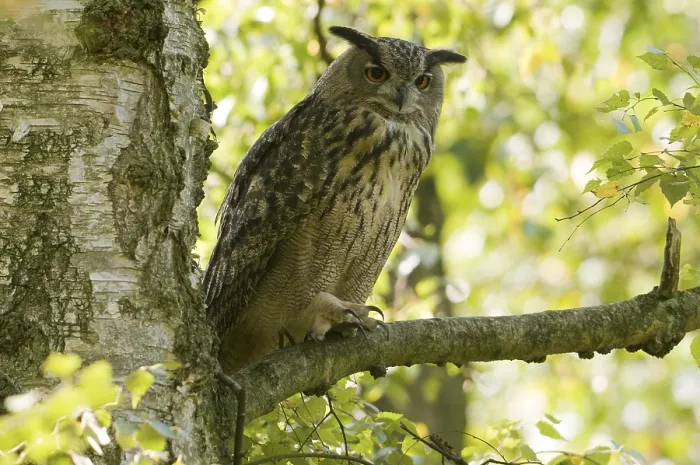 Framed Print : Oehoe, Eurasian Eagle Owl, Bubo bubo
