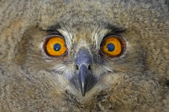Framed Print : Oehoe, Eurasian Eagle-Owl, Bubo bubo