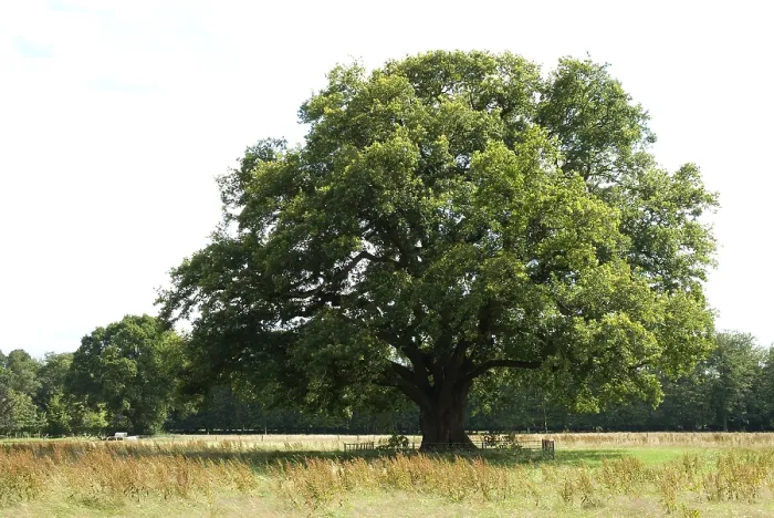 Framed Print : Old Oak, Oude Eik