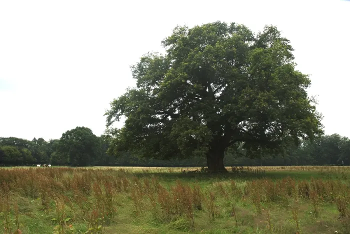 Framed Print : Old Oak, Oude Eik Framed Print : Old Oak, Oude Eik