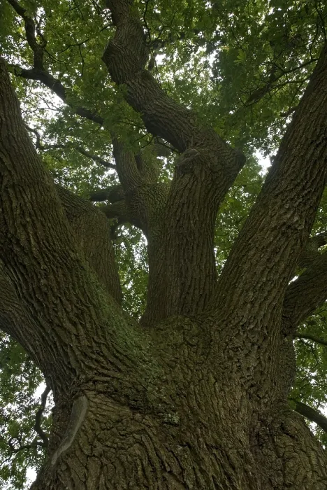 Framed Print : Old Oak, Oude Eik
