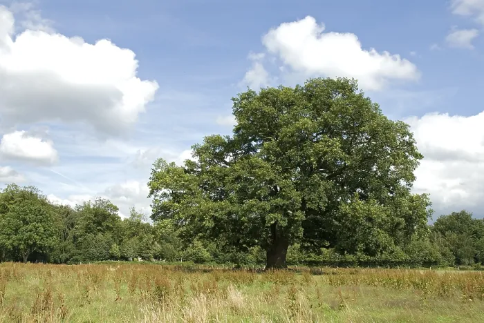 Framed Print : Old Oak, Oude Eik