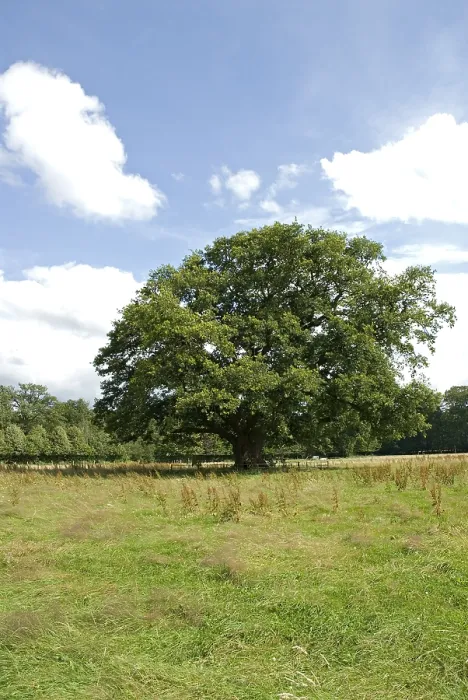 Framed Print : Old Oak, Oude Eik