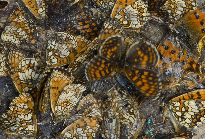 Framed Print : Oostelijke parelmoervlinder, Assmann's Fritillary, Melitaea britomartis