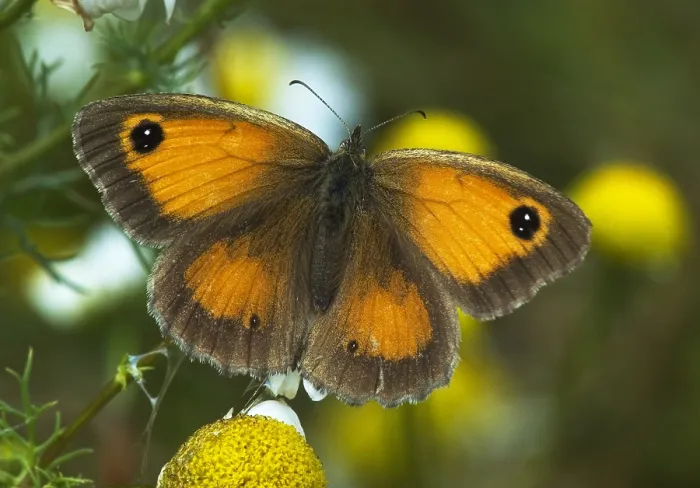 Framed Print : Oranje zandoogje; Pyronia tithonus; Gatekeeper, Hedge Brown