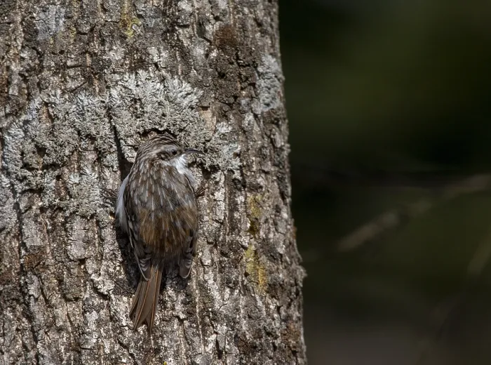 Framed Print : Orientalis Eurasian Treecreeper, Certhia familiaris daurica Framed Print : Orientalis Eurasian Treecreeper, Certhia familiaris daurica