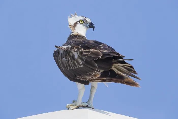 Framed Print : Osprey (Pandion haliaetus), Standing on a post, Qurayyat, Muscat Governorate, Oman