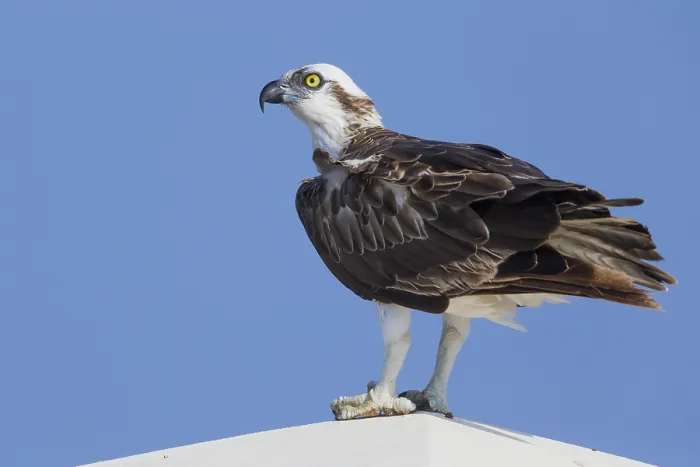 Framed Print : Osprey (Pandion haliaetus), Standing on a post, Qurayyat, Muscat Governorate, Oman