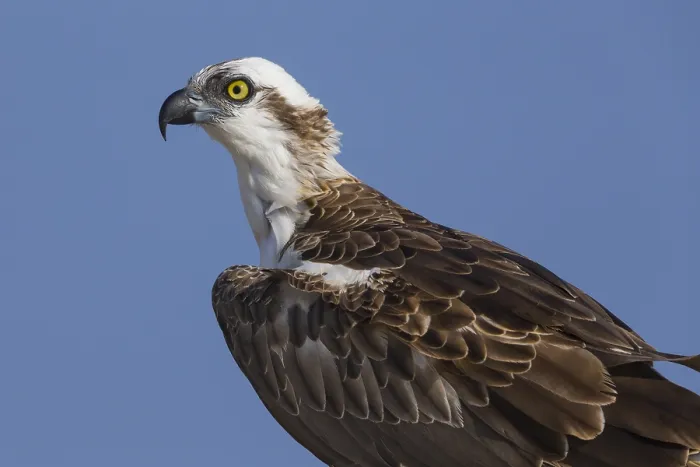 Framed Print : Osprey (Pandion haliaetus), Closeup, Qurayyat, Muscat Governorate, Oman