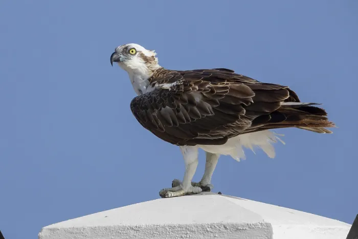 Framed Print : Osprey (Pandion haliaetus), Standing on a post, Qurayyat, Muscat Governorate, Oman